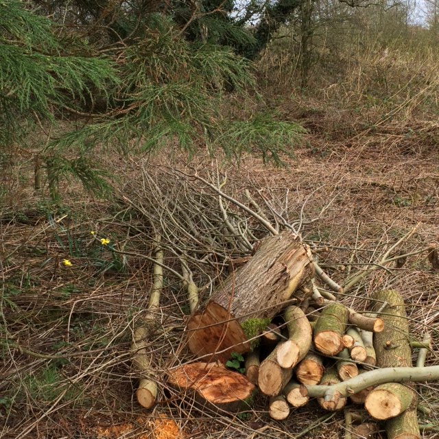 Logs gathered during tidying up at Marshlands Tree Garden.