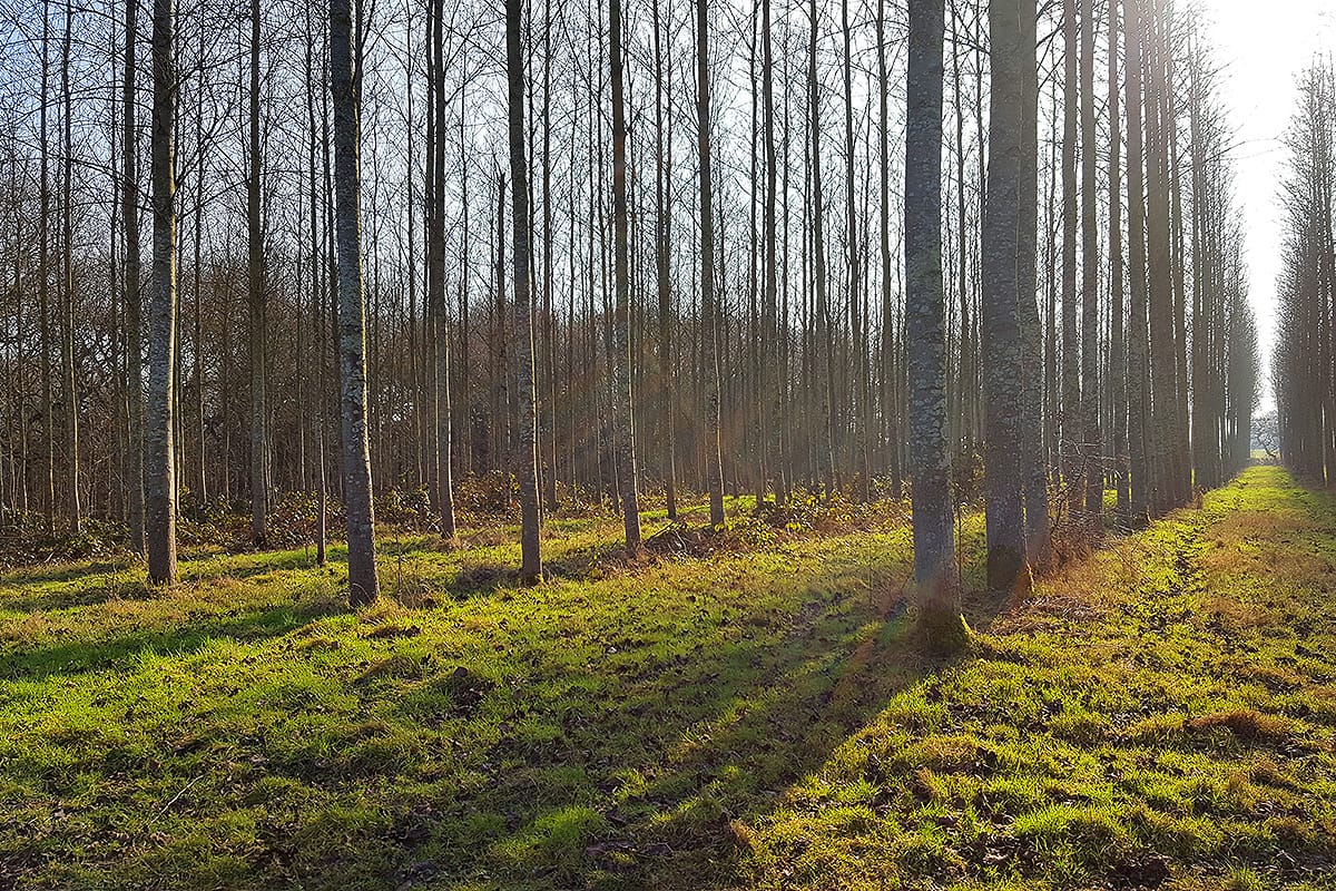 Warburton's Wood, near Kingsley and Frodsham