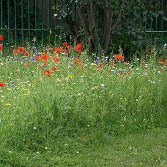 01 Wild Flowers in Greengates Park June 2025